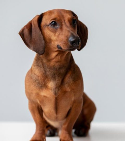 dog-behavior-soluion dog behavior soluion