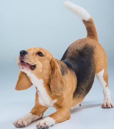 dog-trainer-copenhangen dog trainer copenhagen