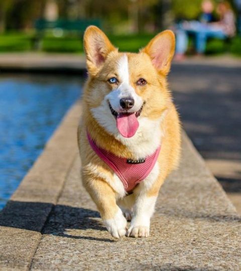 dog-training-at-home dog training at home