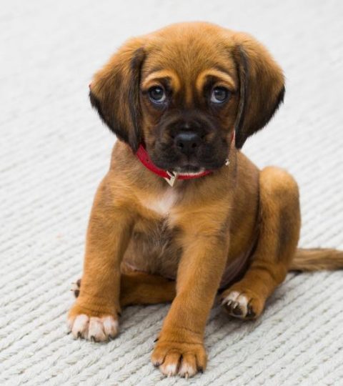 puppy-training-copenhagen puppy trainign copenhagen